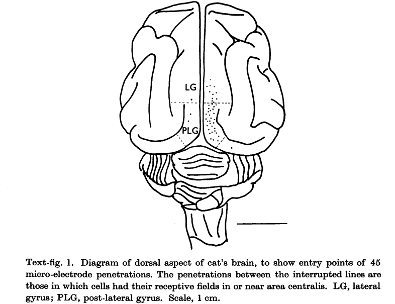 cat's brain