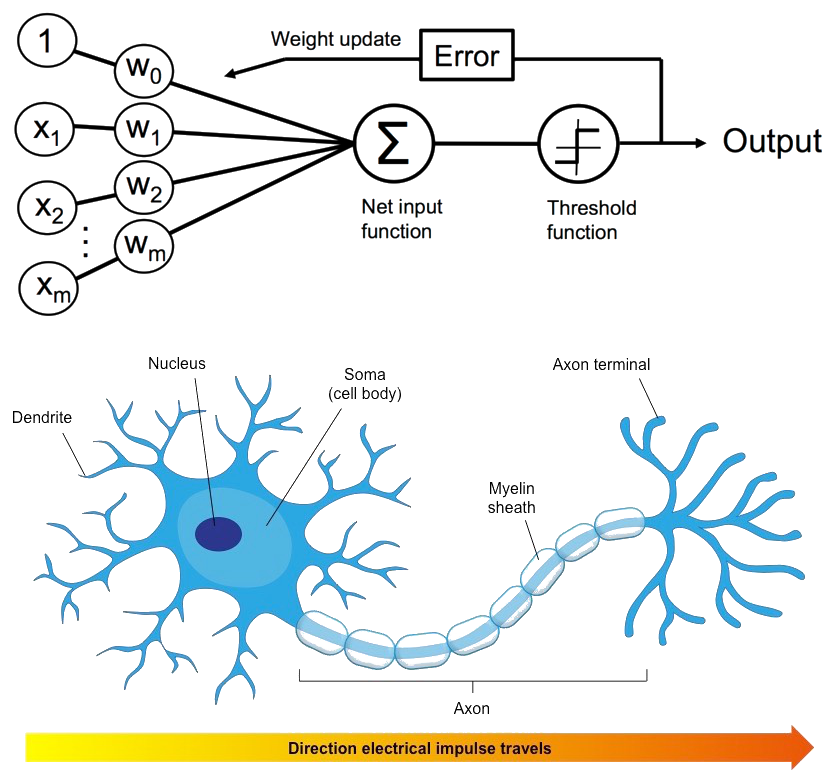 perceptron